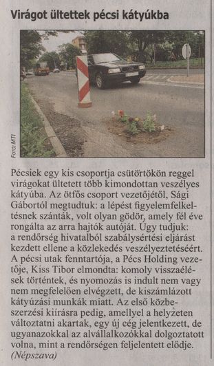 Virágot ültettek pécsi kátyúkba