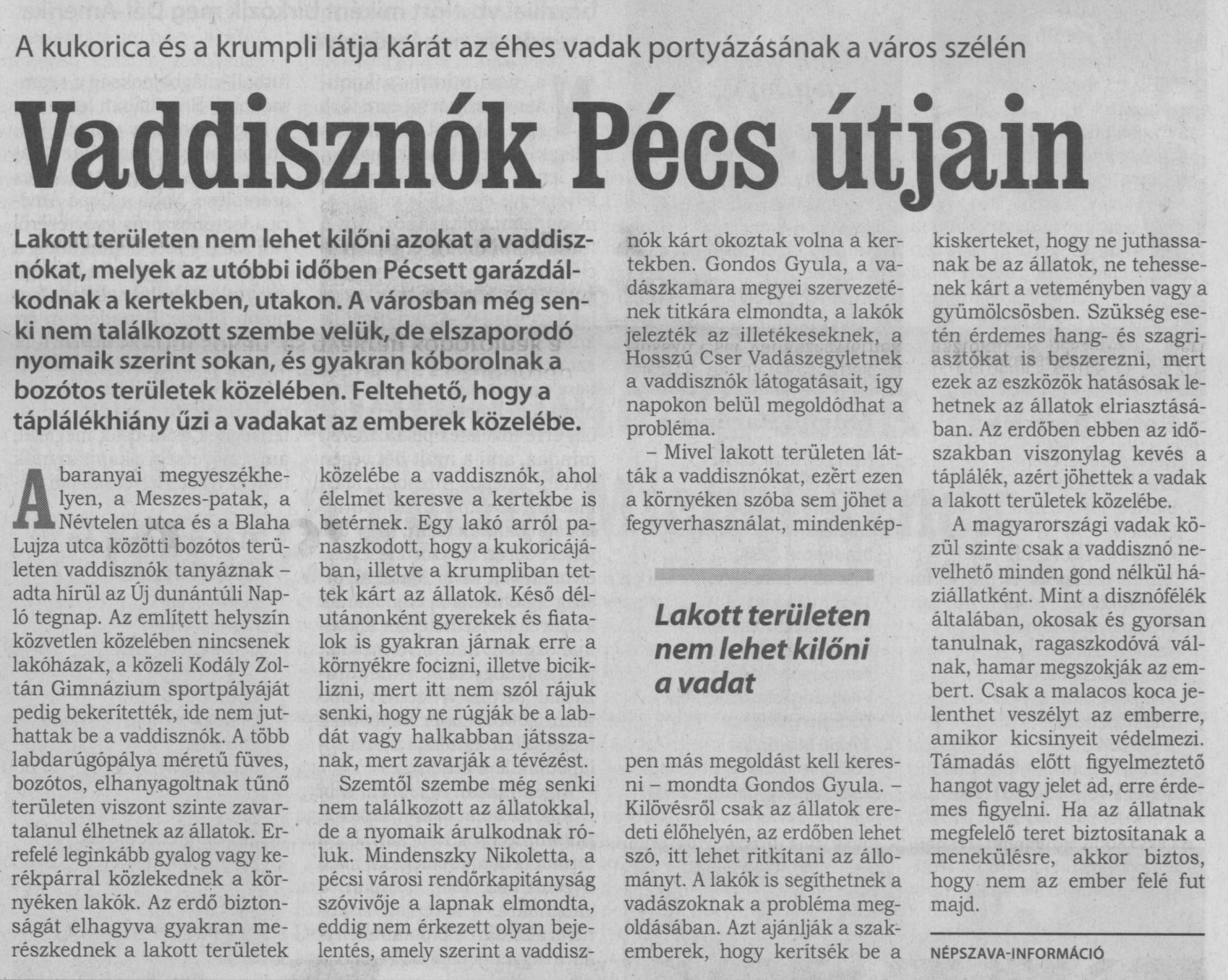 Vaddisznók Pécs útjain : A kukorica és a krumpli látja kárát az éhes vadak portyázásának a város szélén