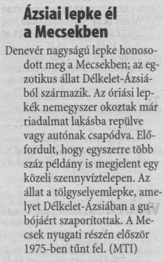 Ázsiai lepke él a Mecsekben