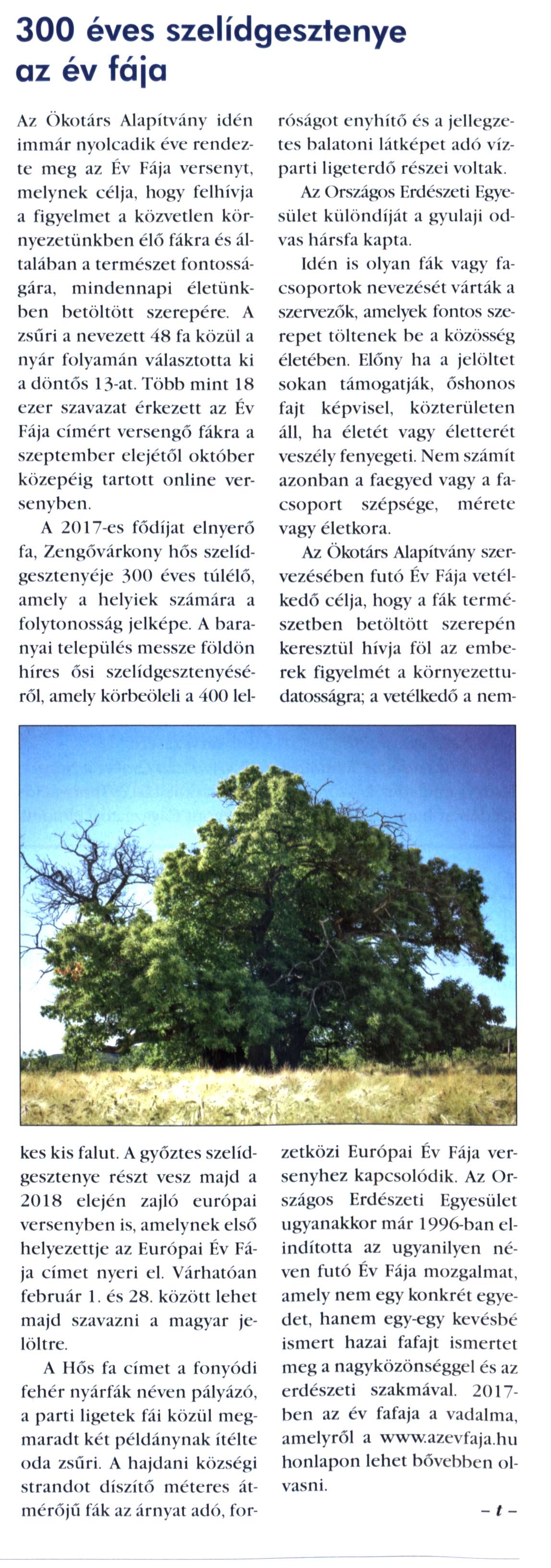 300 éves szelídgesztenye az év fája