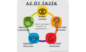 Érzékszervek – az öt érzék